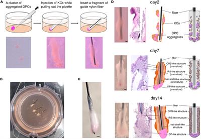 Human iPS Cell-Derived Cell Aggregates Exhibited Dermal Papilla Cell Properties in in vitro Three-Dimensional Assemblage Mimicking Hair Follicle Structures